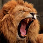 The,King,Of,Jungle,,lion,Is,Roaring.